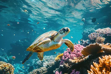 Poster A turtle gracefully swims over a vibrant coral reef, showcasing the colorful marine ecosystem, An underwater snapshot of a playful sea turtle amidst a spread of colorful coral reef, AI Generated © Iftikhar alam