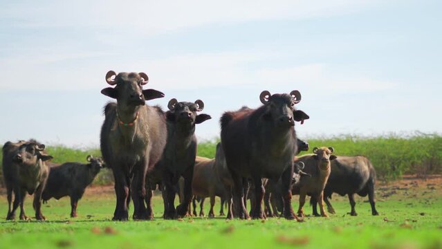 Herd of buffalos standing and grazing grass at farm in Sukhpar Village, Kutch, India. Buffalos in outdoor natural background. Livestock and domestic animals concept.  