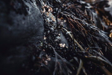 Tiny mussels on black rock