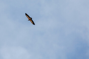 Wildlife birds, vulture in the sky