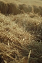Naklejka premium dried hay at close range grass