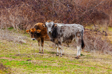 Young cute beefs on meadow in countryside