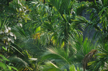 Leaves of a coconut tree. Fresh green. Nature concept.