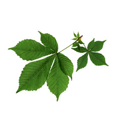 Green horse chestnut leaves isolated on a white background. Element for creating collage, designs, cards, patterns, floral arrangements, frames.