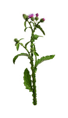 Purple thistle flower isolated on white background. A prickly wild plant.