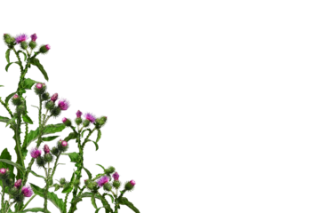 Purple thistle flowers isolated on white background. A prickly wild plant, corner arrangement.  Design element to create collage or design, wedding cards and invitations. Background overlay.