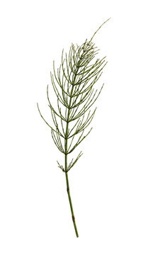 Horsetail (Equisetum arvense) isolated on a white background.
