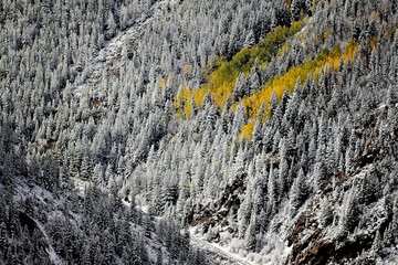mountain forest winter fall