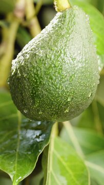 Slow-motion, raindrops falling on a tree branch with avocado fruits.