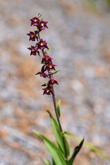 Close up photo of Epipactis atrorubens, the dark-red helleborine or royal helleborine. 