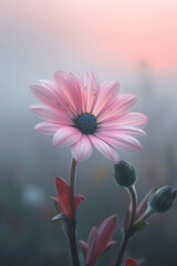 Pink daisy flower in the mist and fog, vertical background