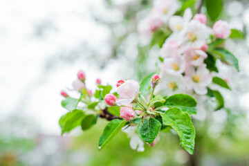 Beautiful flowers on a branch of an apple tree against the green leaves background. Spring garden concept. Apple blossom branch with rain drops closeup.