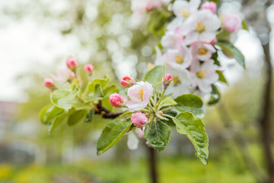 Beautiful flowers on a branch of an apple tree against the green leaves background. Spring garden concept. Apple blossom branch with rain drops closeup.