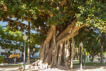 Banyan tree with green leaves and many trunks in sunny day. Ficus macrophylla landscaping in the city of Alicante in Spain