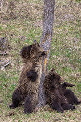 Grizzly Bears in Springtime in Yellowstone National Park Wyoming