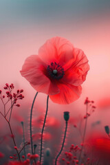 Colorful poppy flower blossom in the mist and fog, vertical background