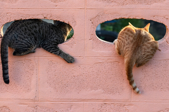 The cat's butt is on the wall, the cat is in the ventilation opening on the wall.