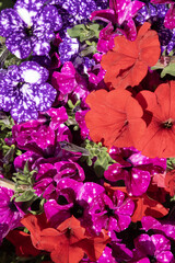 Gros plan de fleurs de Surfinia de différentes couleurs