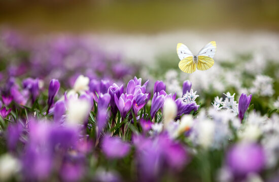 natural view with many flowers, snowdrops, crocuses and a butterfly fluttering above them