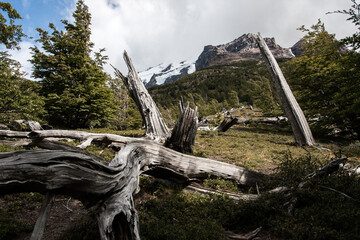 trunk in patagonia