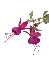 Fleurs de Fuchsia violet	