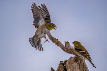 A mad Goldfinch berates another