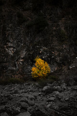 autumn tree in foothill of mountain in the forest 