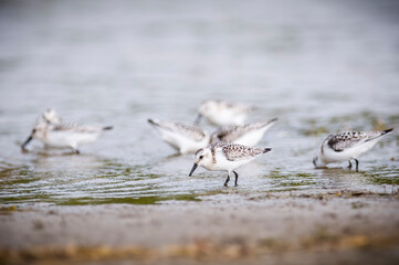 Sanderling bird hunting for food along the shores of the St. Lawrence River