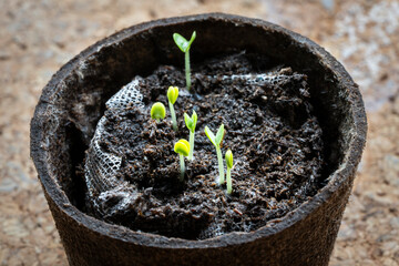 Little sprouts of basil emerging after five days of growth.