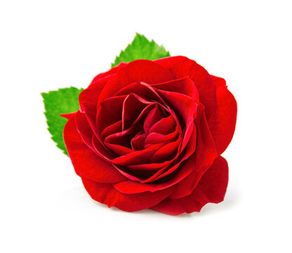 red rose blooms on white backgrounds