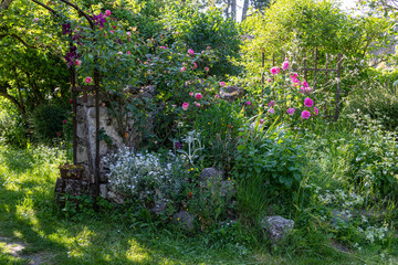 Scène bucolique dans un vieux jardin - Roses anciennes devant un vieux portail en fer rouillé