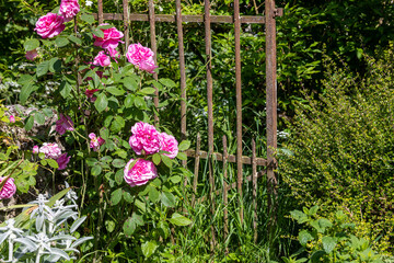 Sc&egrave;ne bucolique dans un vieux jardin - Roses anciennes devant un vieux portail en fer rouill&eacute;