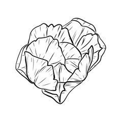 Tulip vector silhouette of beautiful spring flowers design. Trendy botanical elements. Hand drawn line leaves and blooming. Wedding elegant wildflowers for invitation save the date card