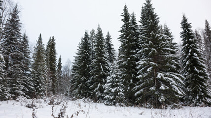 Winter landscape with fair trees under the snow.
