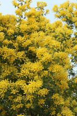 Fototapeta premium Mimosa en fleurs 