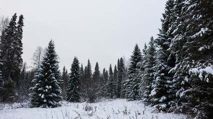 Snow-Covered Coniferous Forest Landscape in Winter. The trees stand tall and are blanketed with fresh snow