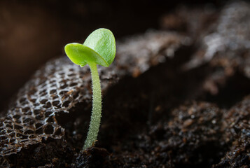 Little sprouts of basil emerging after five days of growth.