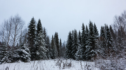 Snow-Covered Coniferous Forest Landscape in Winter. The trees stand tall and are blanketed with fresh snow