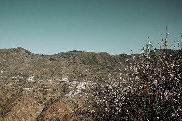 Kwitnący migdałowiec w górach, Gran Canaria - obrazy, fototapety, plakaty