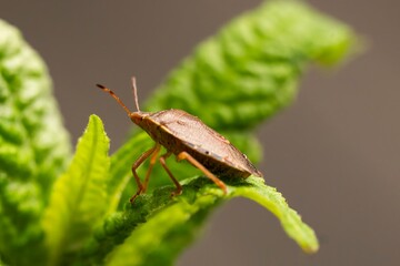 Macro photograph of Otiorhynchus sulcatus (Vine Weevil). Native to Europe but common in North America as well. It is a pest of many garden plants