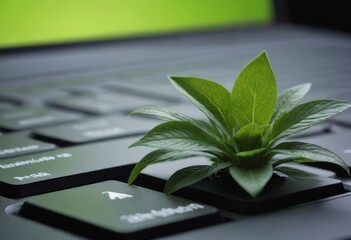 Plant growing from the laptop keyboard. Ecology and environment concept