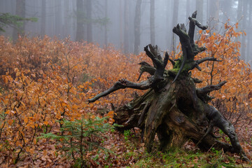 Abgestorbener Wurzelstock umgeben von jungen Bäumen