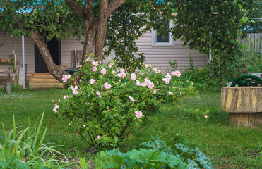 Summer leisure activities concept; Summer garden with rosebush and old apple tree near a house