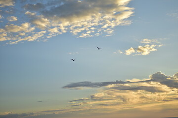 Pelicans over the waves of the coast in the Sunrise in Los cabos, Mexico