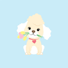 White curly poodle with tulips in his mouth