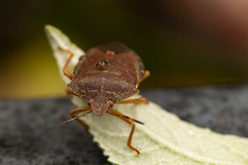 Macro photograph of Otiorhynchus sulcatus (Vine Weevil). Native to Europe but common in North America as well. It is a pest of many garden plants