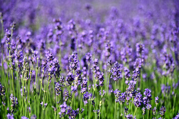 Lavender flowers meadow springtime nature background