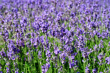 Obraz premium Lavender flowers meadow spring season nature background