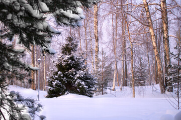 Obraz premium Winter frosty morning spruce in the snow on the edge of a birch forest