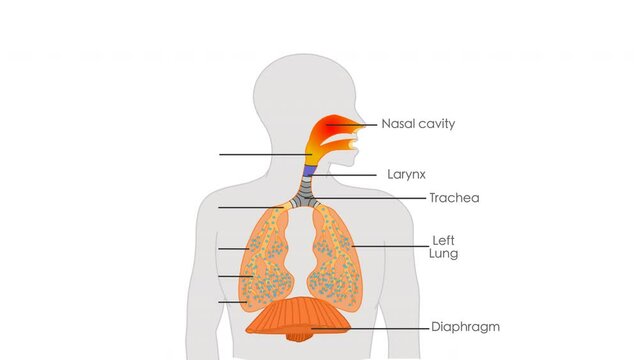 Respiratory system anatomy animation. Organs parts location, lungs, trachea, diaphragm, alveoli, larynx, bronchi illness. Respiration structure. Breathing in. Explanations section. Biology video